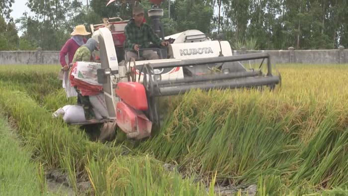 Nông dân Diễn Châu bắt đầu bước vào thu hoạch lúa vụ xuân ​